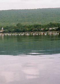 Seaweed farming, Indonesia